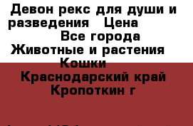 Девон рекс для души и разведения › Цена ­ 20 000 - Все города Животные и растения » Кошки   . Краснодарский край,Кропоткин г.